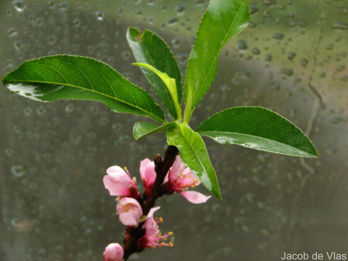 Prunus persica (L.) Batsch